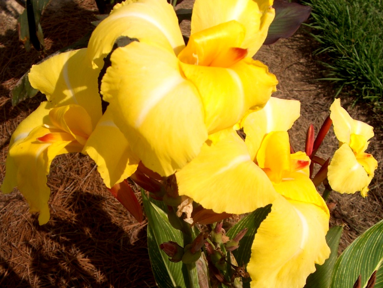 Canna 'Striped Beauty' / Canna 'Striped Beauty'