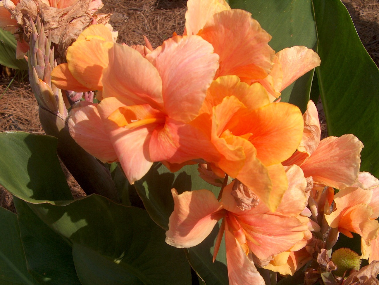 Canna 'Tropical Sunrise' / Tropical Sunrise Canna