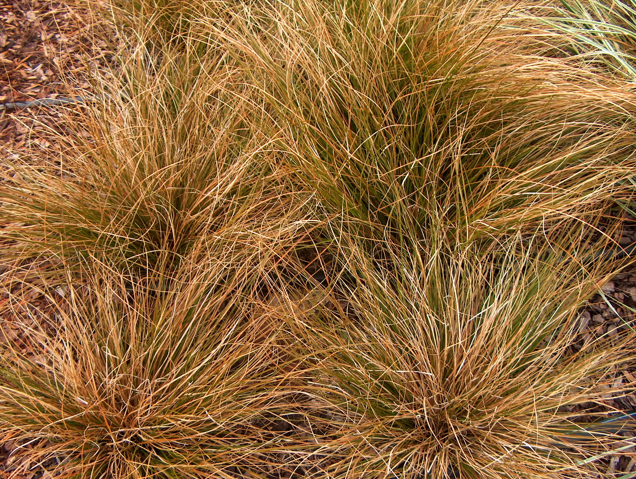 Carex testacea 'Orange Sedge'   / Orange New Zealand Sedge