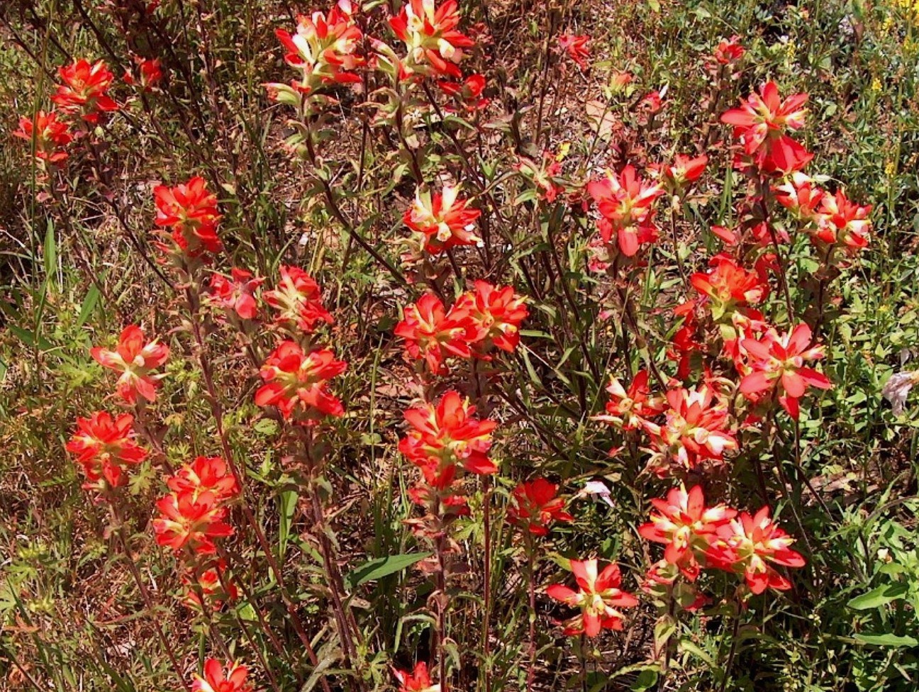 Castilleja indivisa   / Castilleja indivisa  