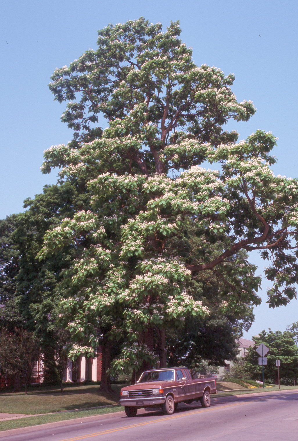 Catalpa speciosa / Catalpa speciosa