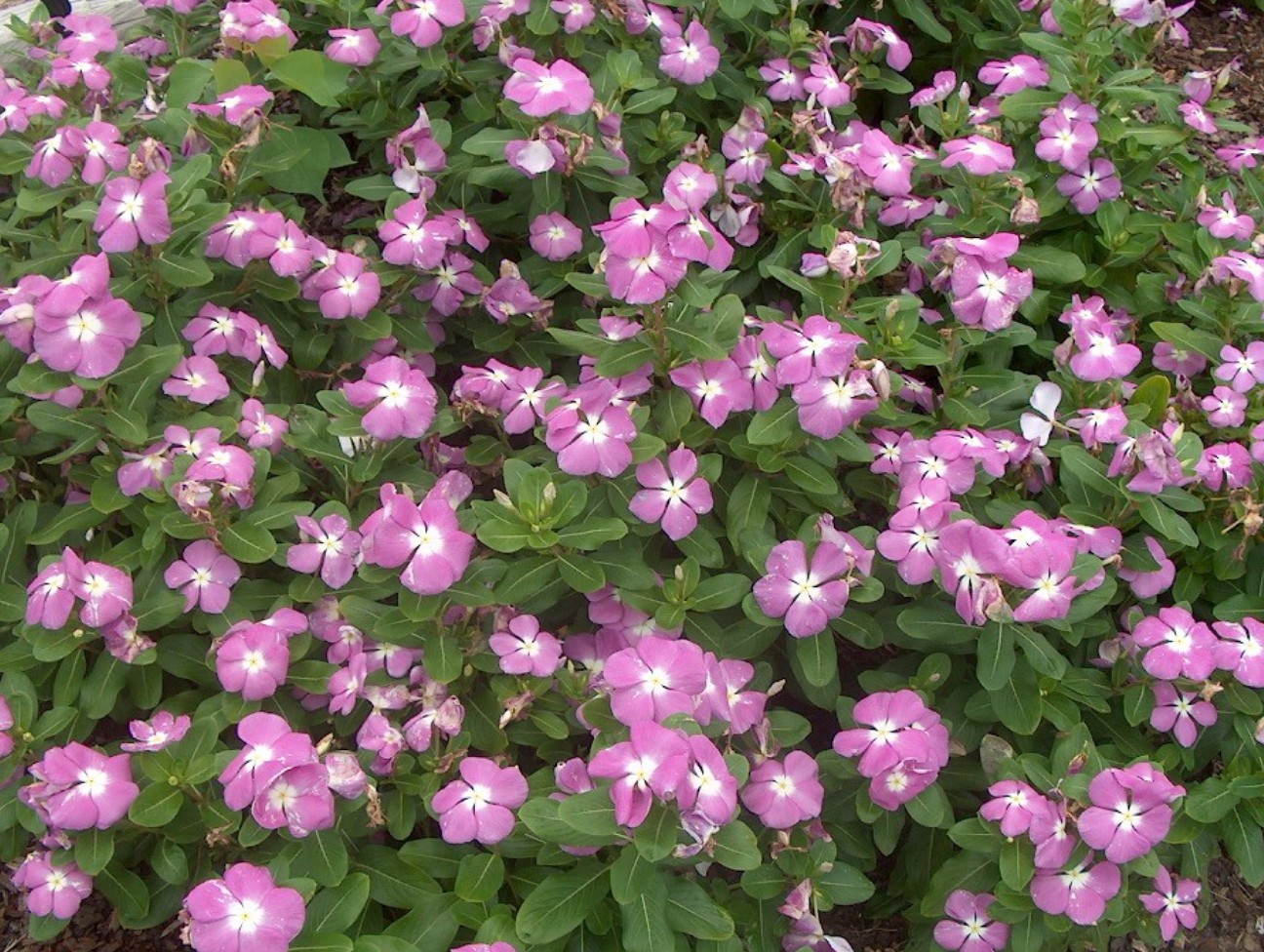 Catharanthus roseus 'Lavender Blue Halo' / Lavender Blue Halo Periwinkle