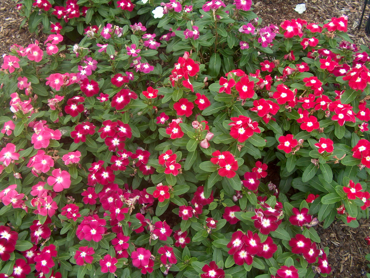 Catharanthus roseus 'Pacifica Hilo Mix' / Pacifica Hilo Mix Periwinkle