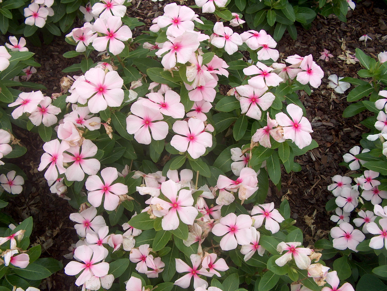 Catharanthus roseus 'Titan Blush' / Titan Blush Periwinkle