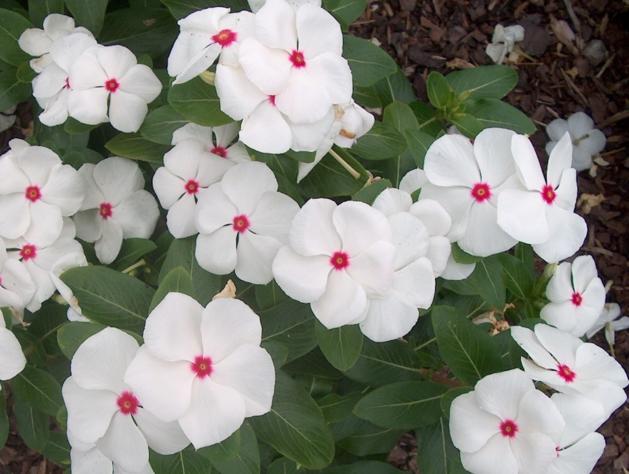 Catharanthus roseus 'Titan Polka Dot' / Titan Polka Dot Periwinkle