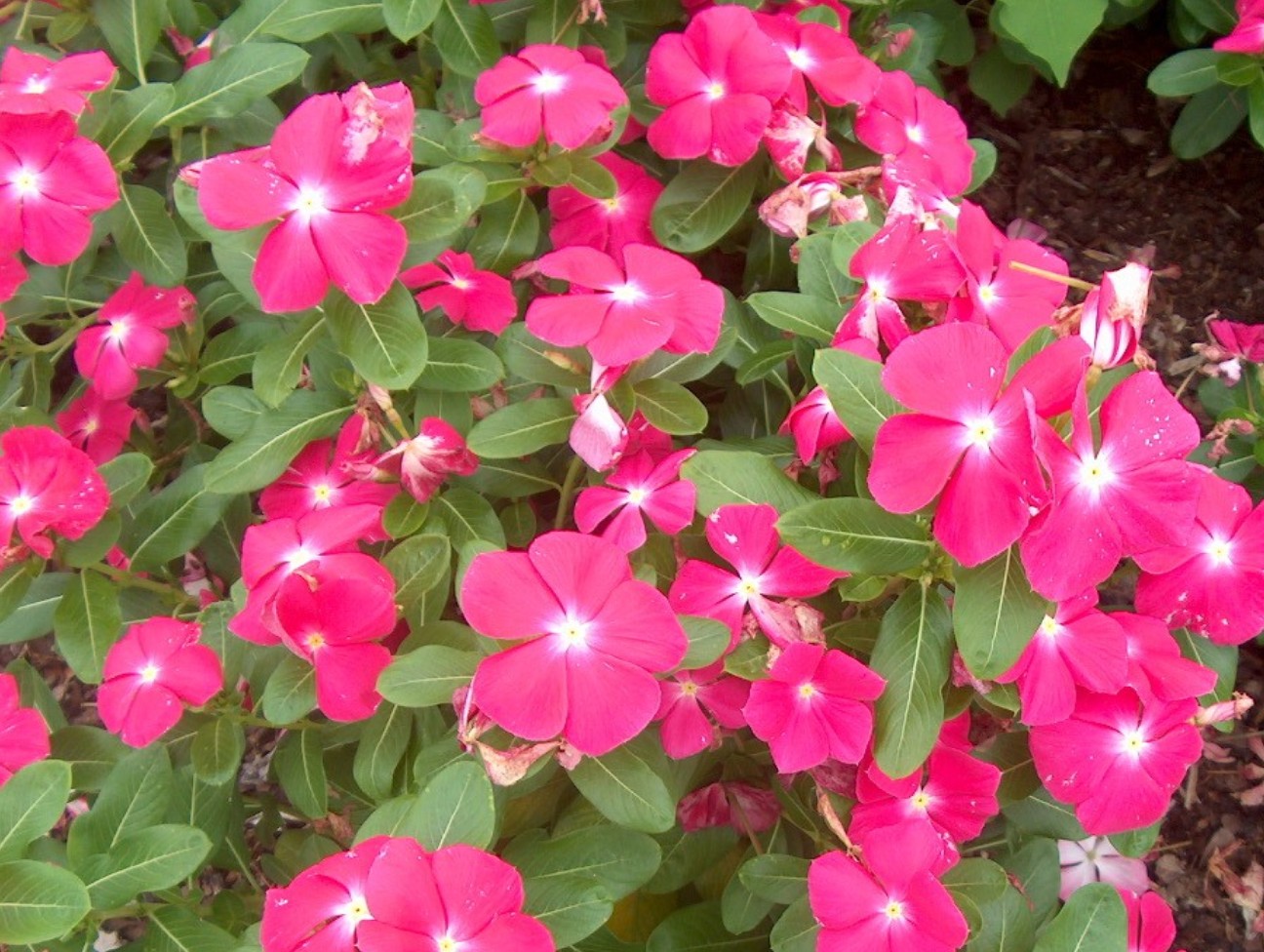 Catharanthus roseus 'Titan Rose' / Catharanthus roseus 'Titan Rose'