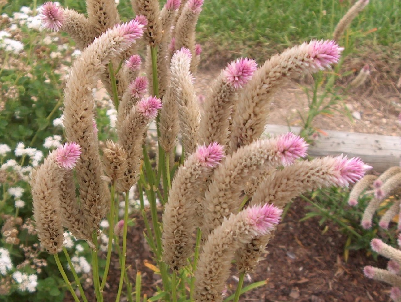 Celosia spicata 'Flamingo Pink' / Celosia spicata 'Flamingo Pink'