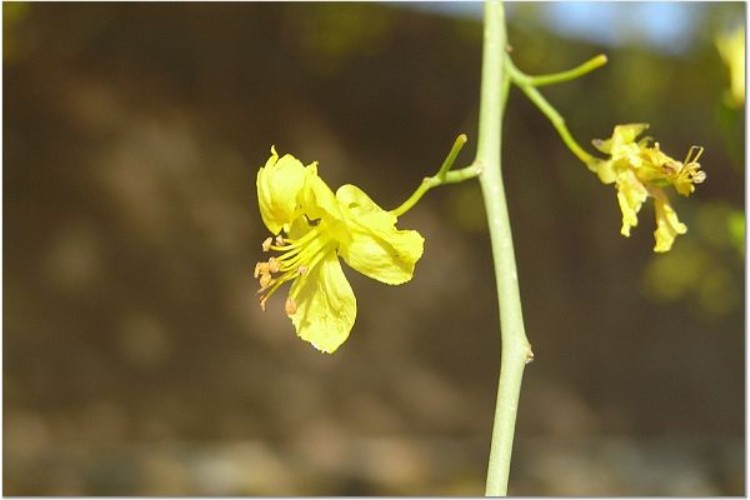 Cercidium microphyllum  / Yellow Palo Verde