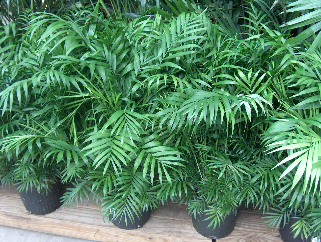 Chamaedorea elegans / Neanthe Bella Palm