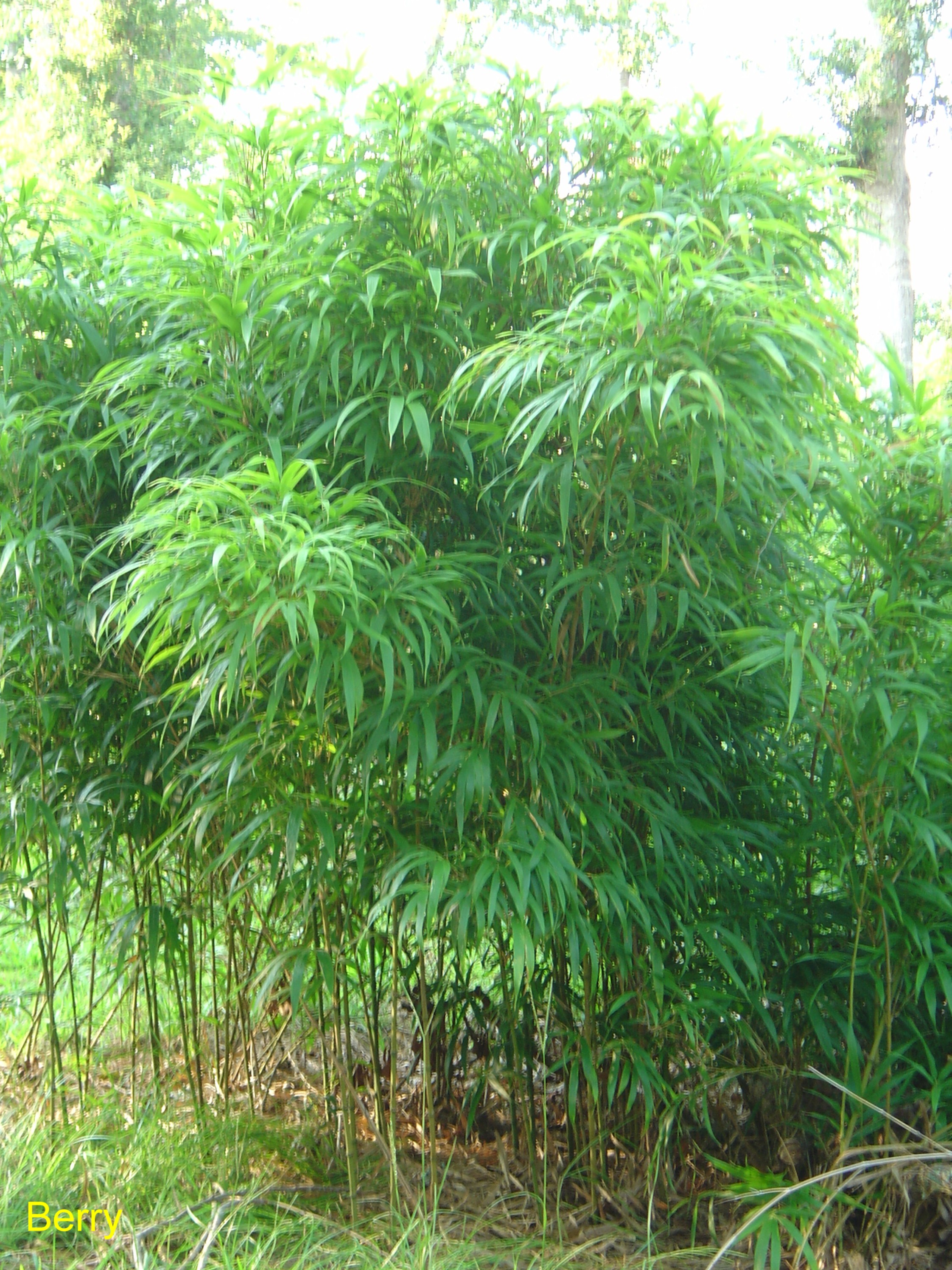 Chimonobambusa quadrangularis / Golden Square Stem Bamboo
