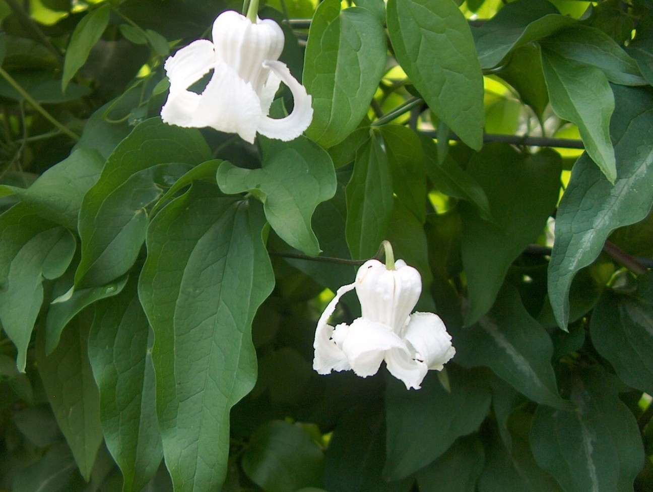 Clematis crispa  / Clematis crispa 