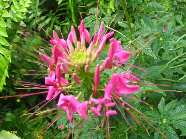 Cleome hassleriana 'Sparkler Rose'   / Sparlker Rose Cleome