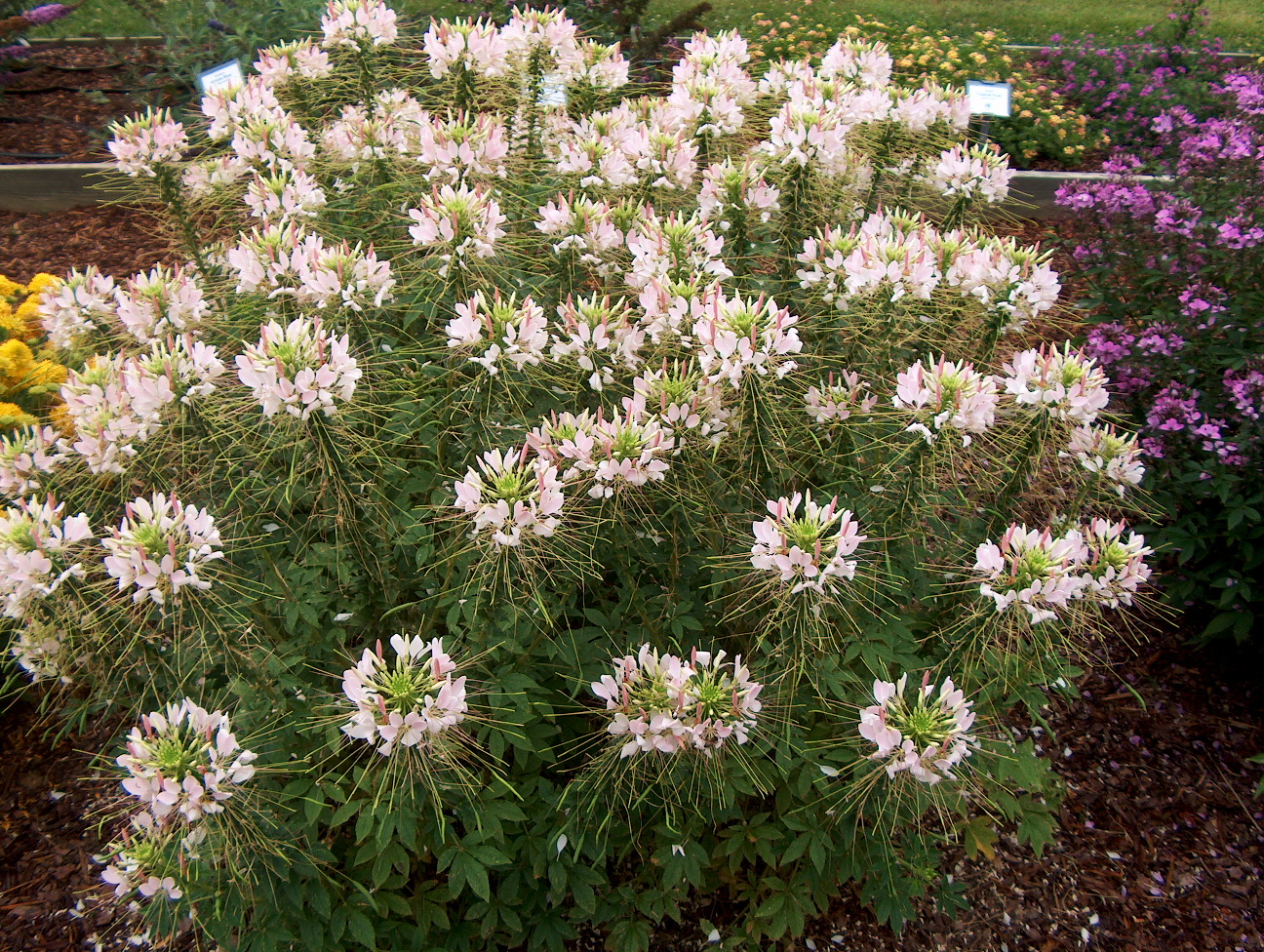 Cleome hassleriana 'Spirit Apple Blossom'   / Cleome hassleriana 'Spirit Apple Blossom'  