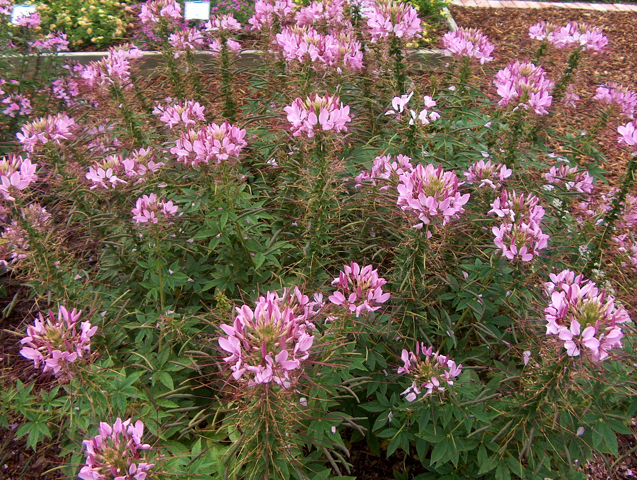 Cleome hassleriana 'Spirit Violetta'   / Cleome hassleriana 'Spirit Violetta'  