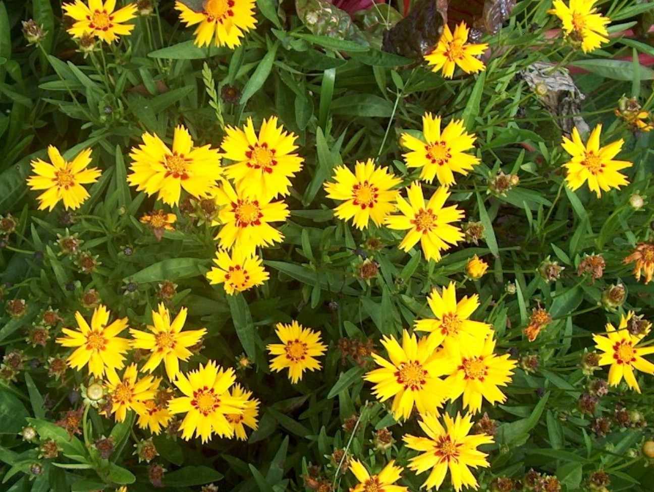 Coreopsis grandiflora   / Coreopsis