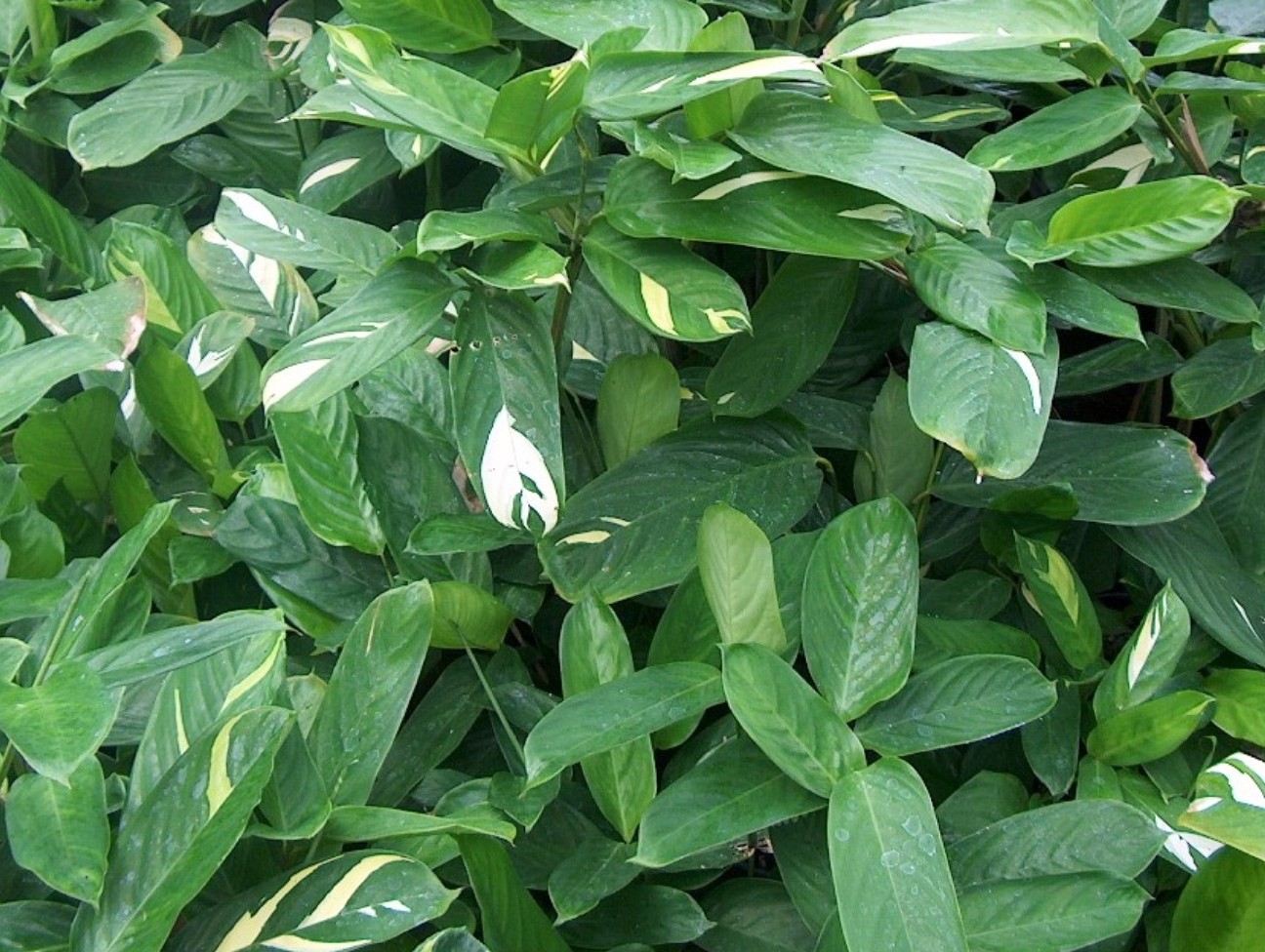 Ctenanthe lubbersiana 'Tropical Dragon' / Ctenanthe lubbersiana 'Tropical Dragon'