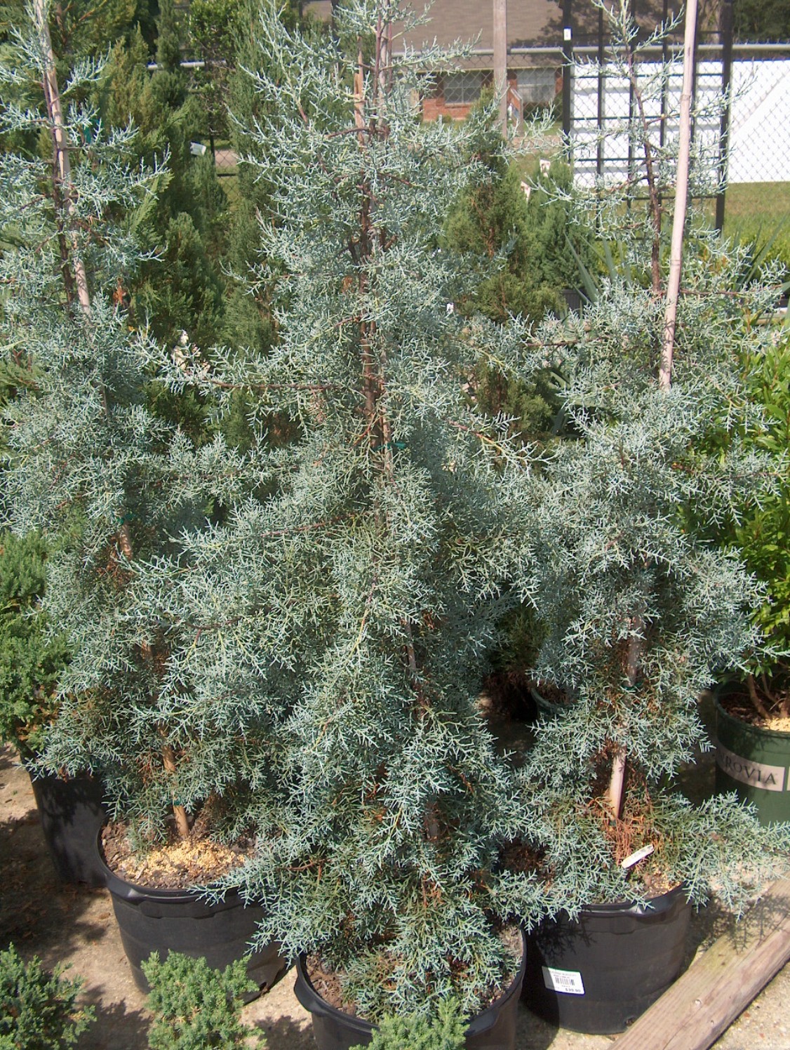 Cupressus glabra ‘Blue Ice’ / Cupressus glabra ‘Blue Ice’