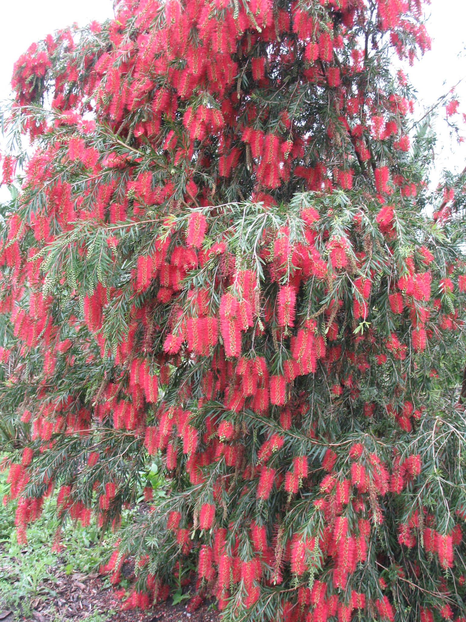 Callistemon viminalis 'Hannah Ray'   / Hannah Ray Weeping Bottlebrush