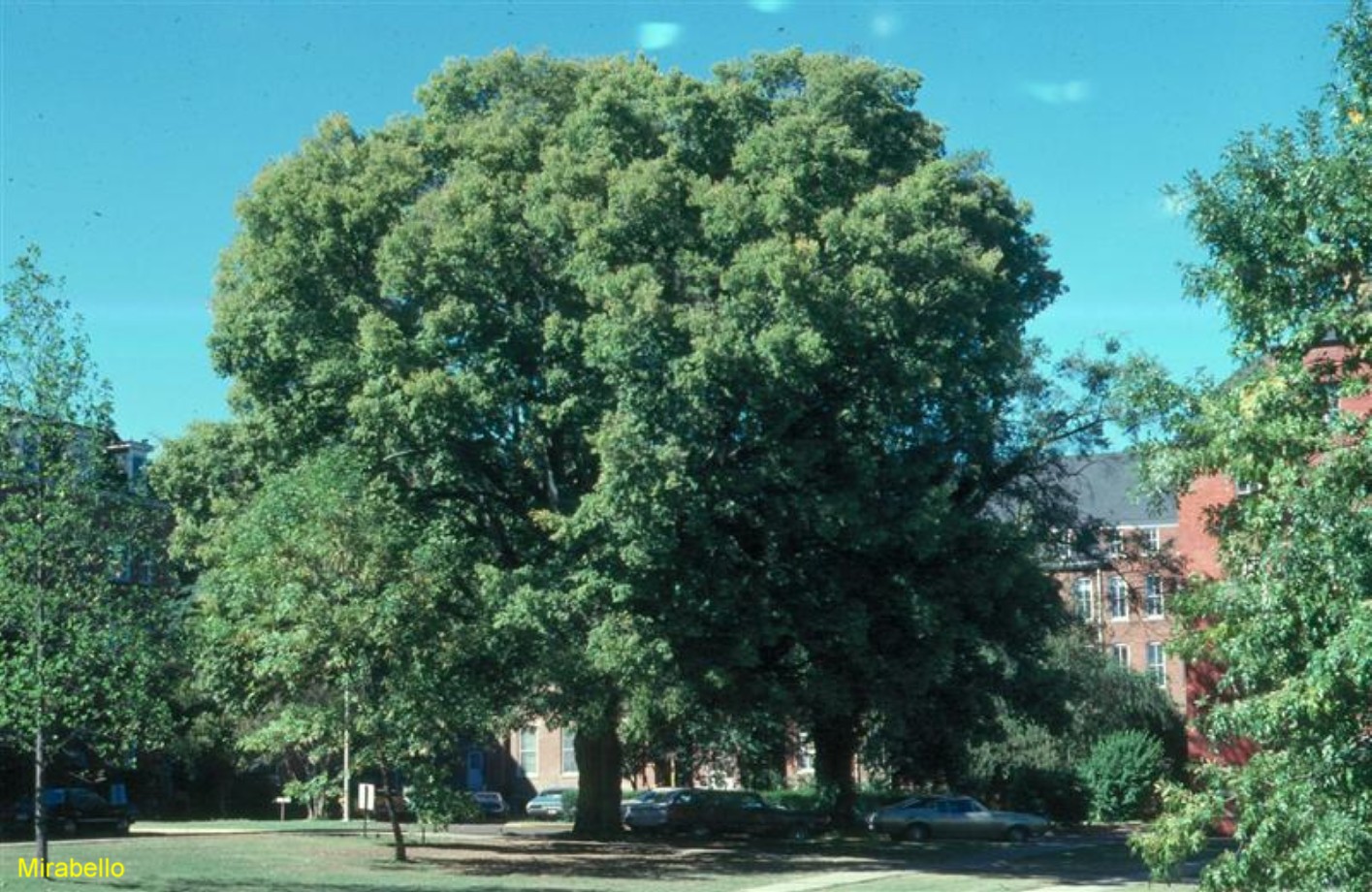 Celtis laevagata / Celtis laevagata