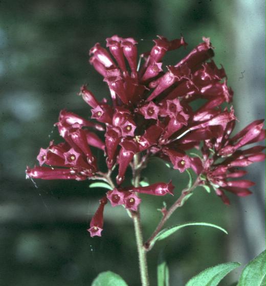 Cestrum elegans / Cestrum elegans