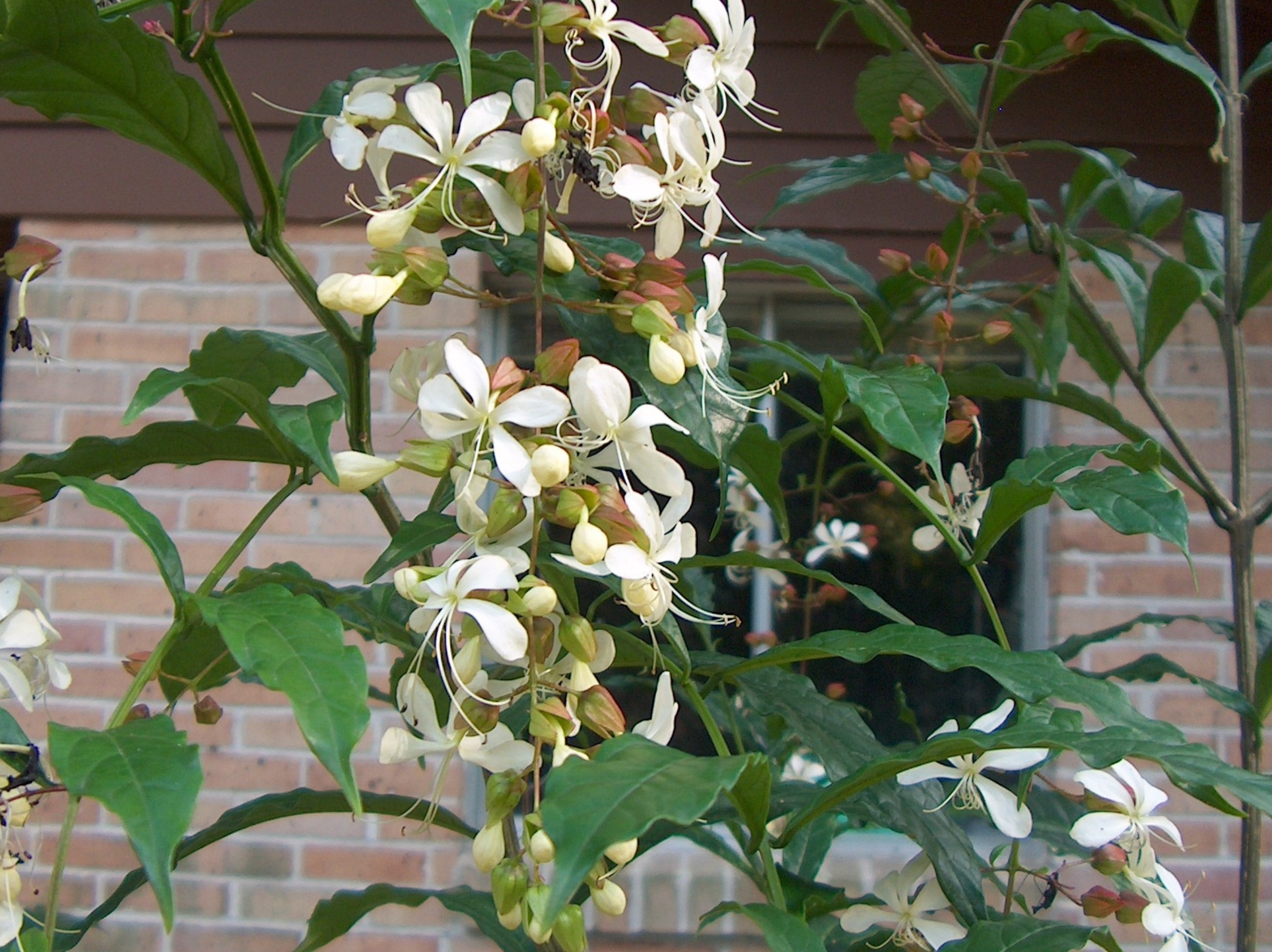 Clerodendrum nutans / Nodding Clerodendrum