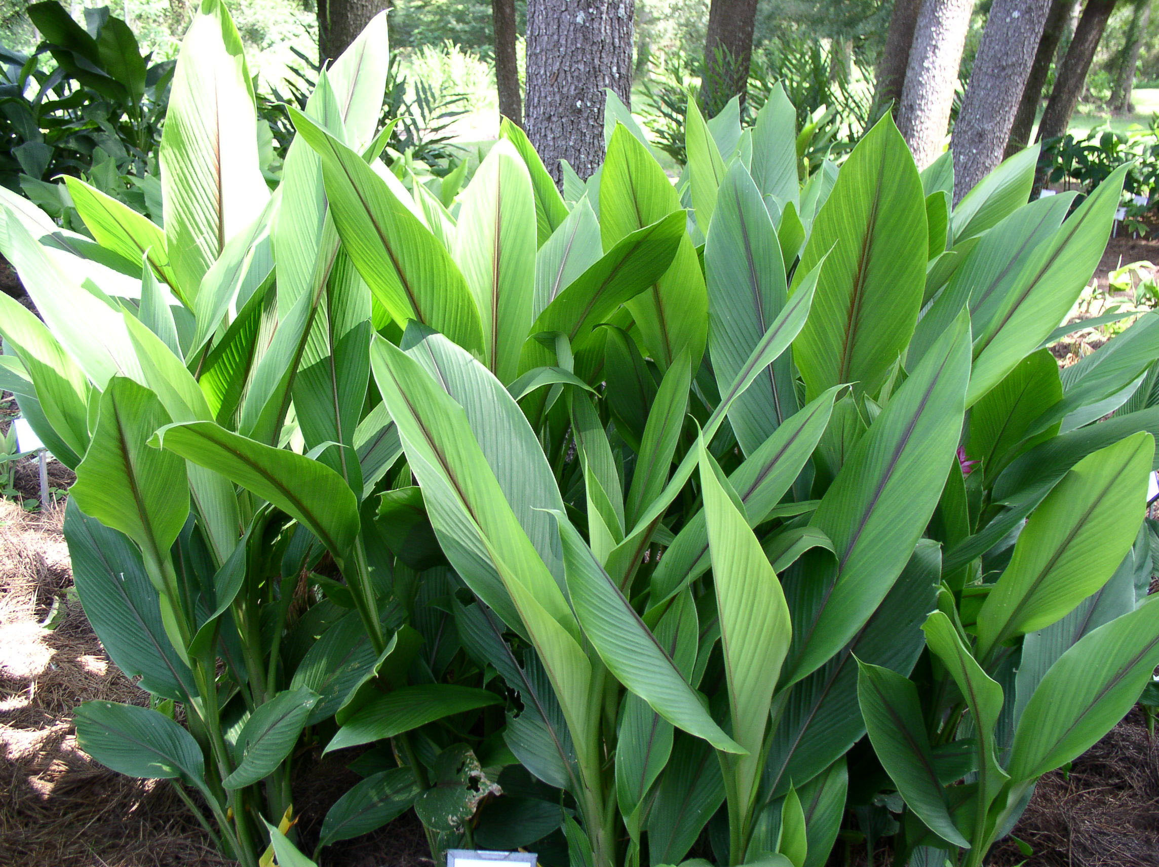 Curcuma zedoria  / Pineapple Lily