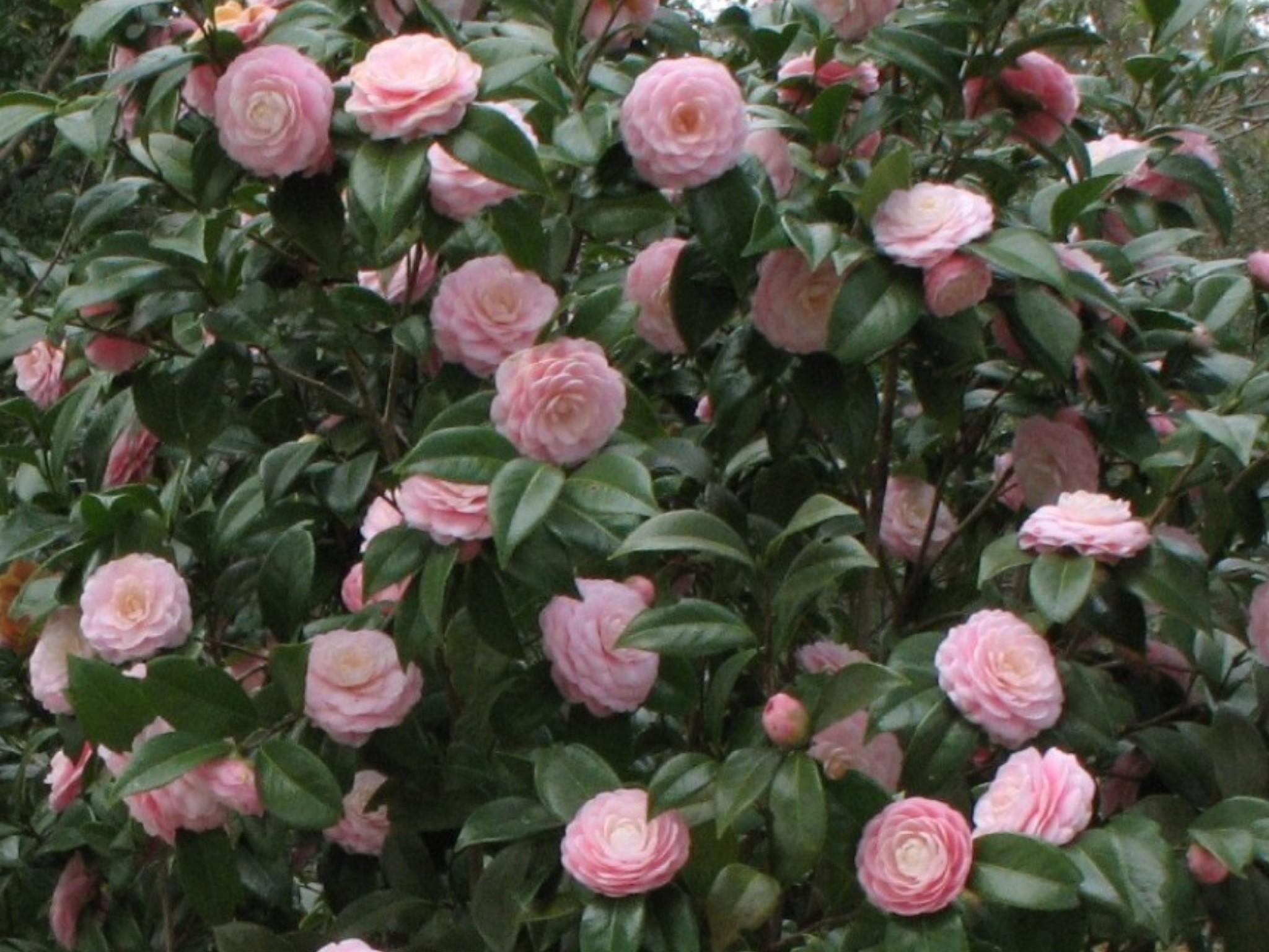 Camellia japonica 'Pink Perfection'  / Camellia japonica 'Pink Perfection' 