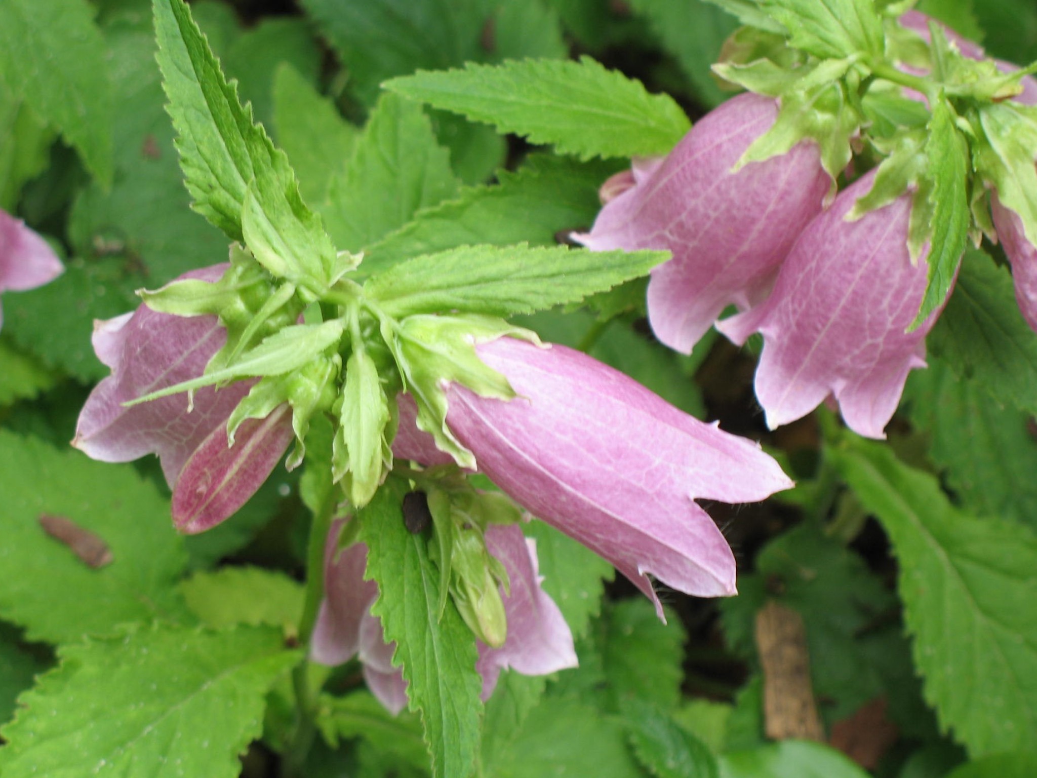 Campanula punctata 'Rosea'    / Rose Bell Flower