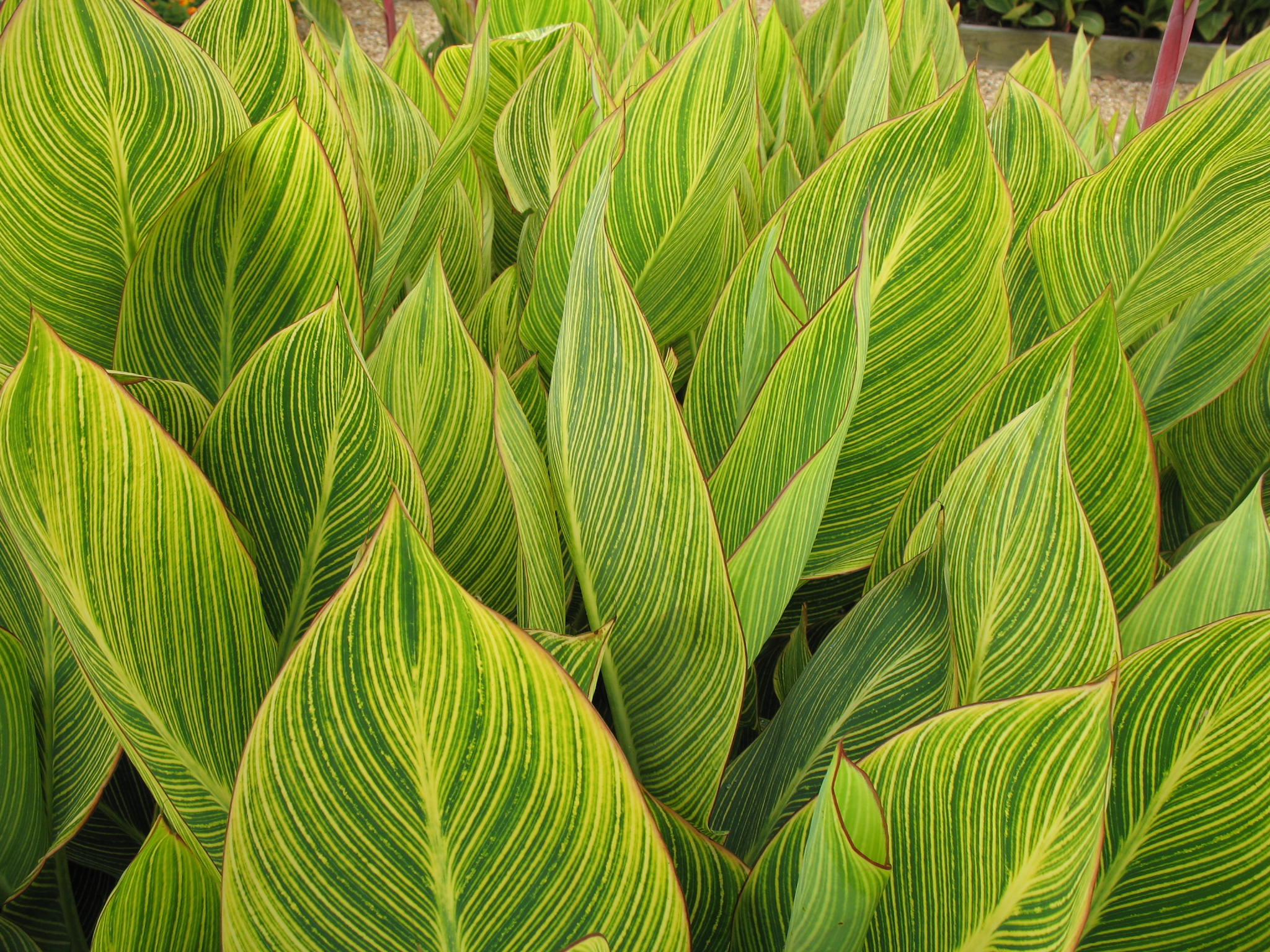 Canna 'Bengal Tiger'  / Canna 'Bengal Tiger' 