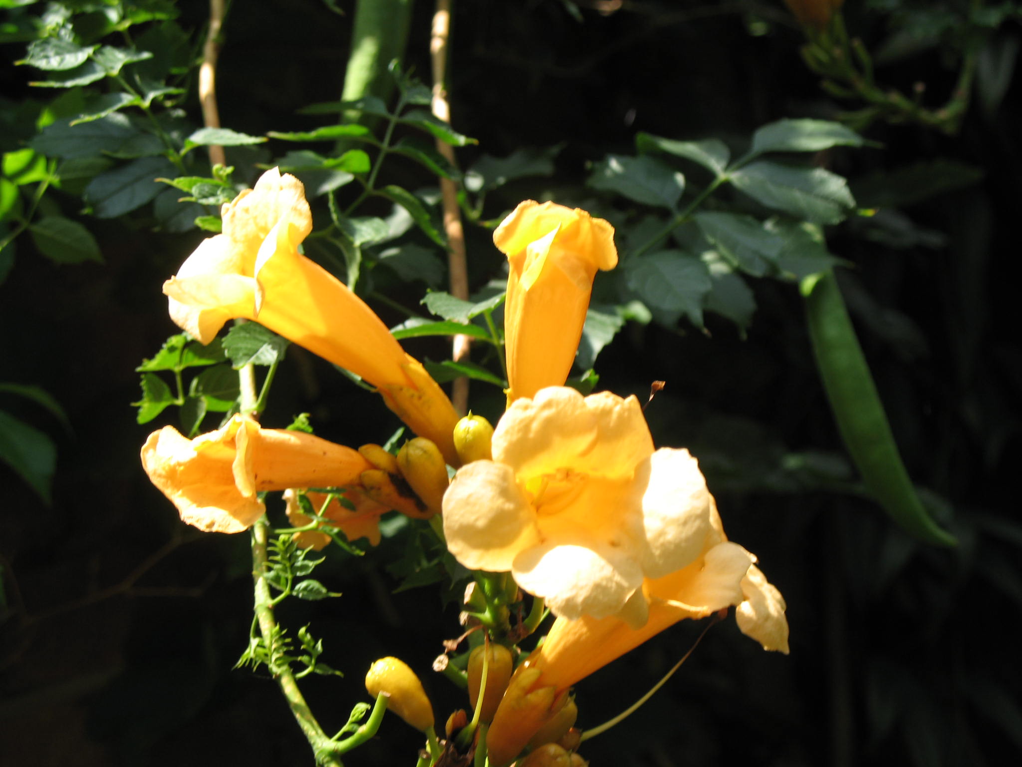 Campsis radicans 'Flava'   / Yellow Trumpet Vine