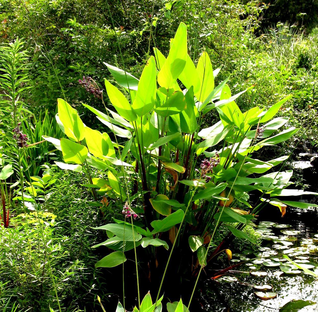 Canna flaccida  / Water Canna