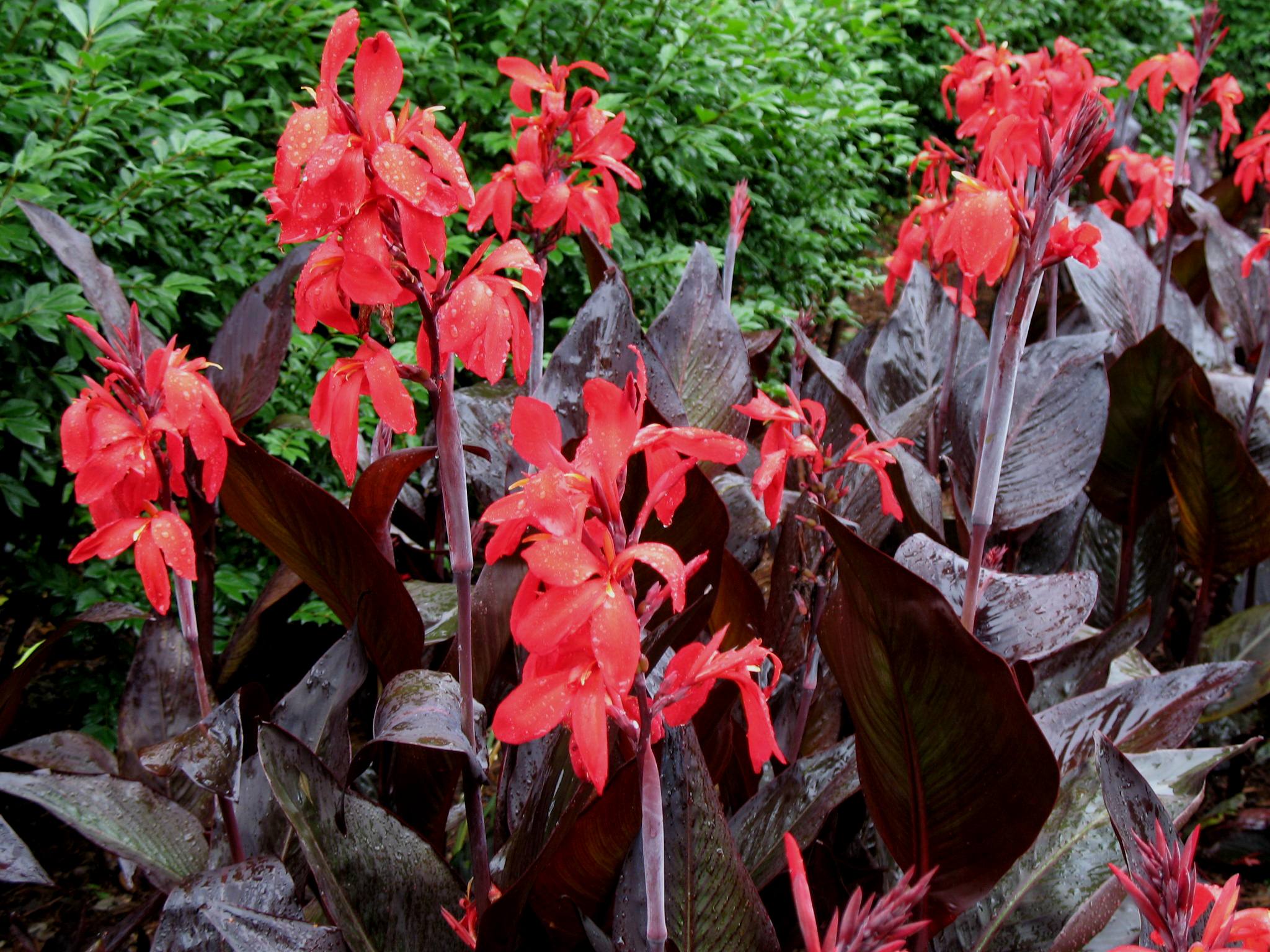 Canna 'Red Futurity'   / Red Futurity Canna