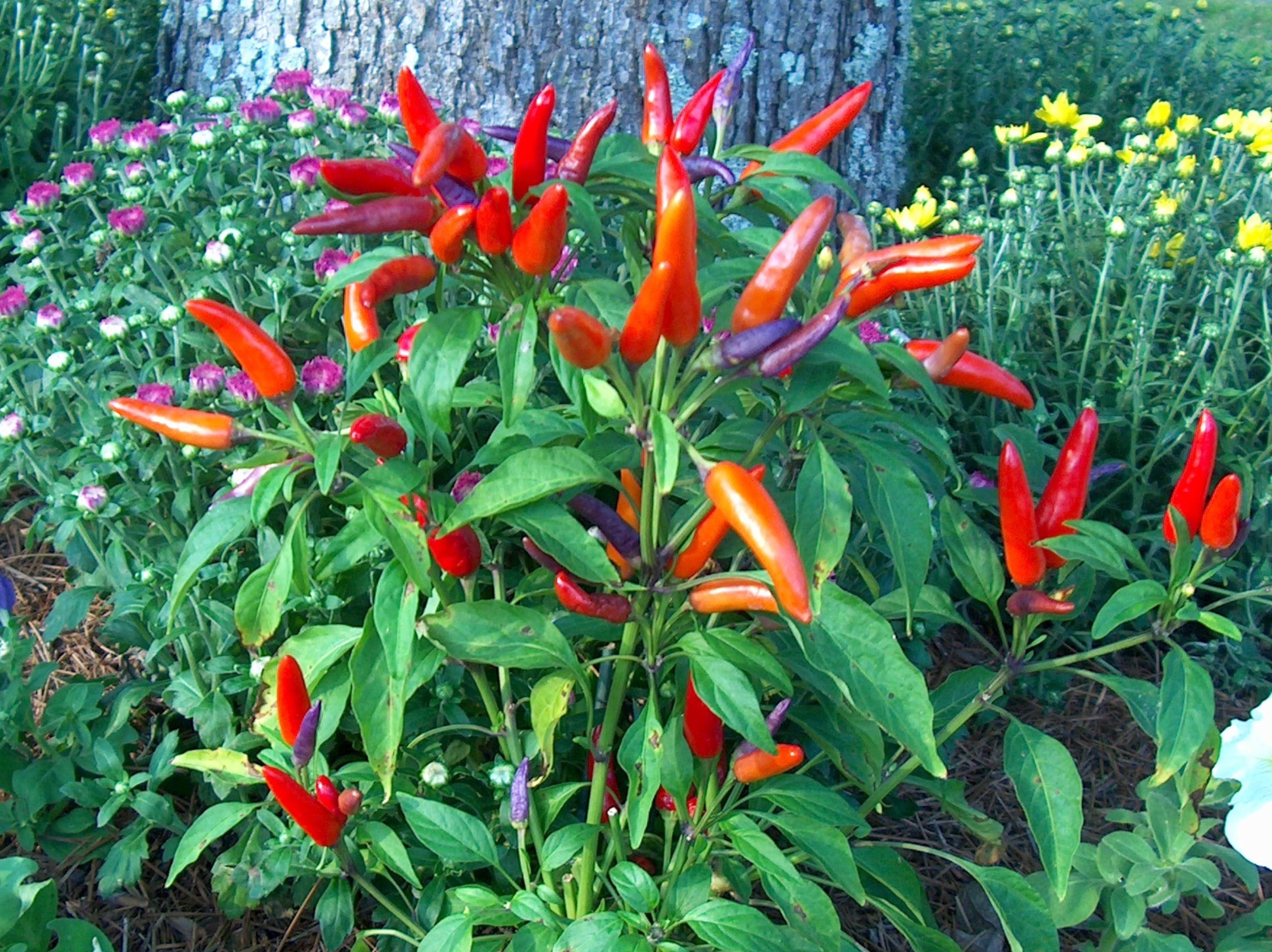 Capsicum annuum  / Ornamental Pepper