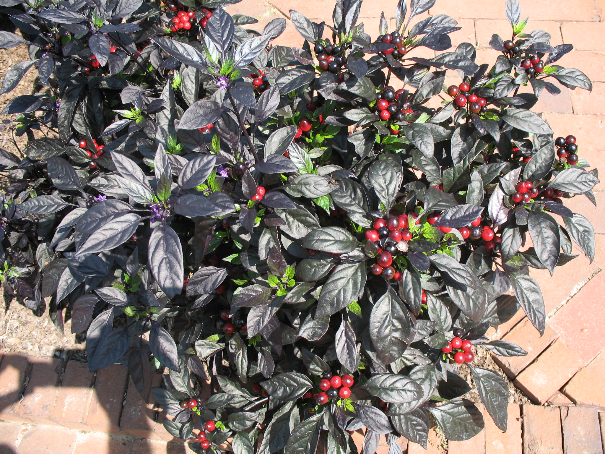 Capsicum annuum 'Black Pearl'   / Capsicum annuum 'Black Pearl'  