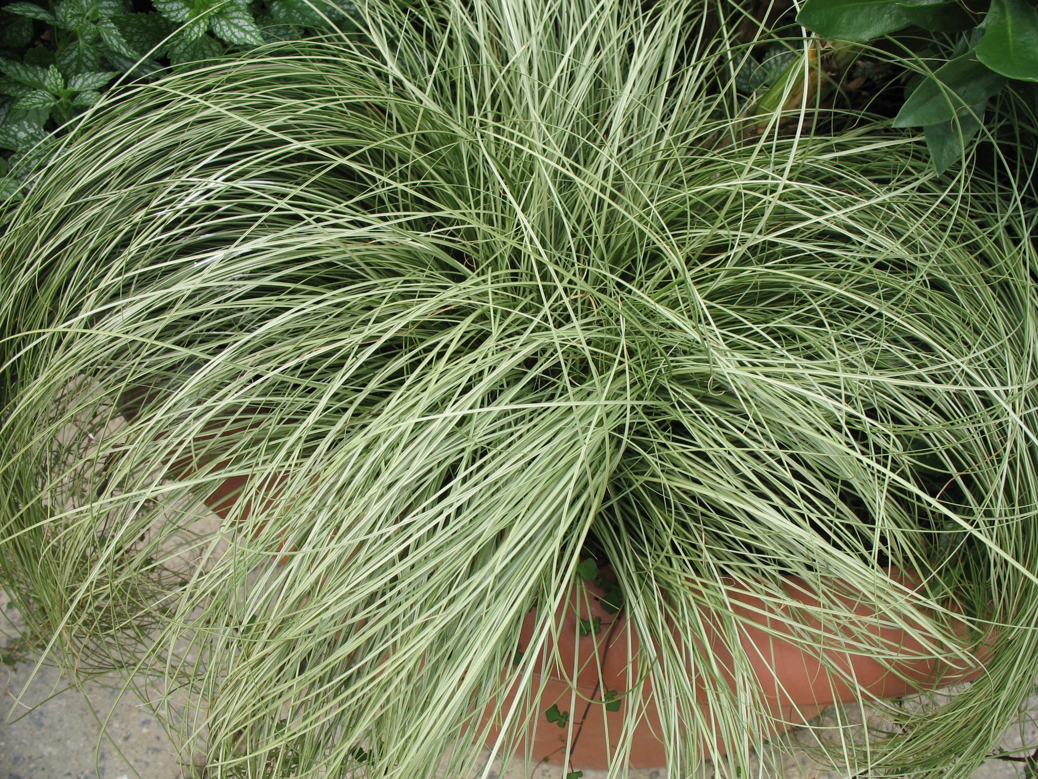 Carex albula 'Frosty Curls'  / Carex albula 'Frosty Curls' 