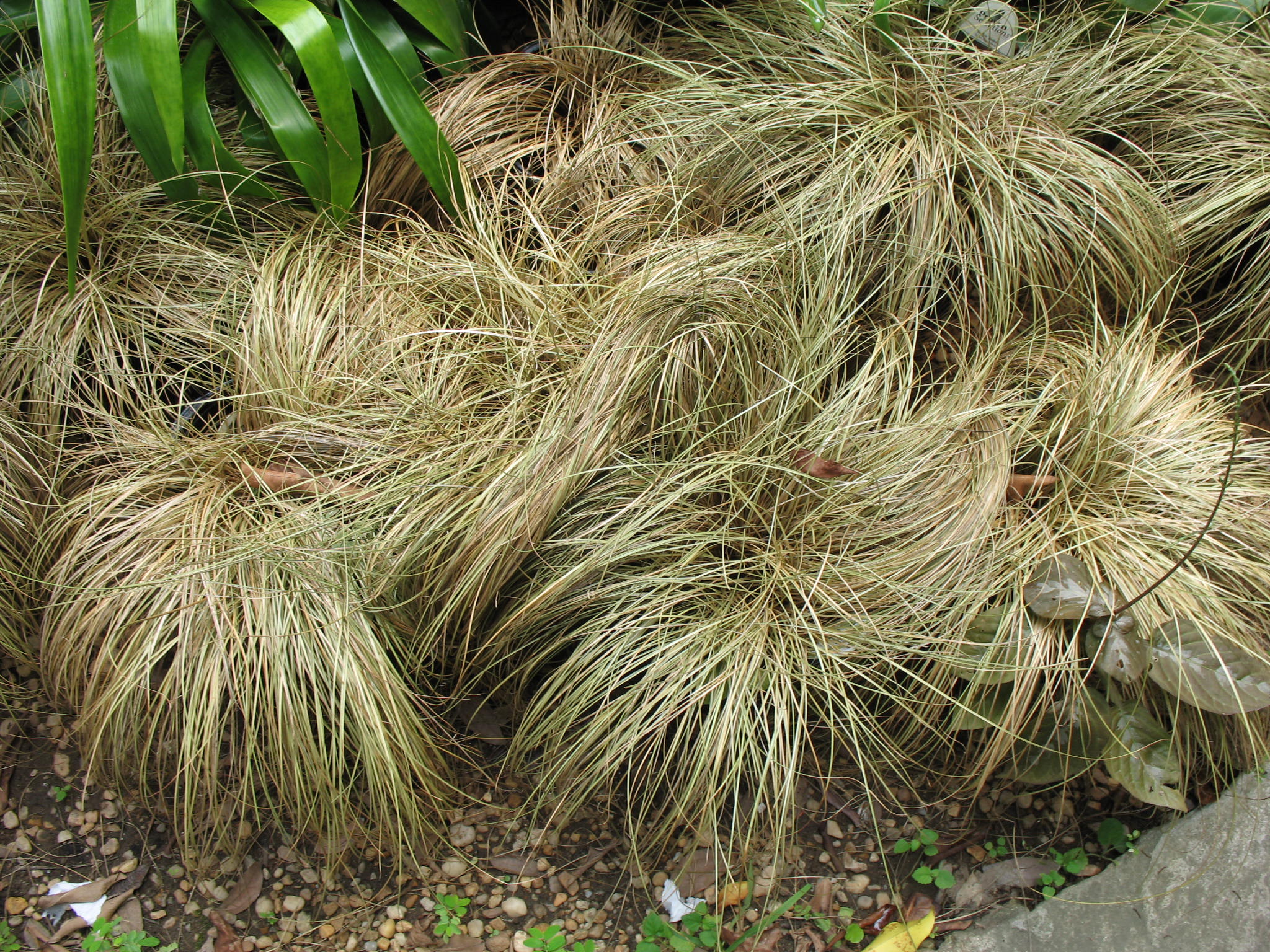 Carex flagellifera 'Toffee Twist'   / Carex flagellifera 'Toffee Twist'  