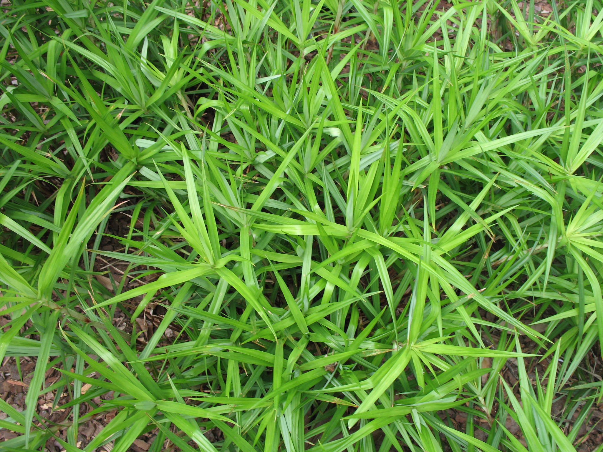 Carex phyllocephala / Chinese Palm Sedge