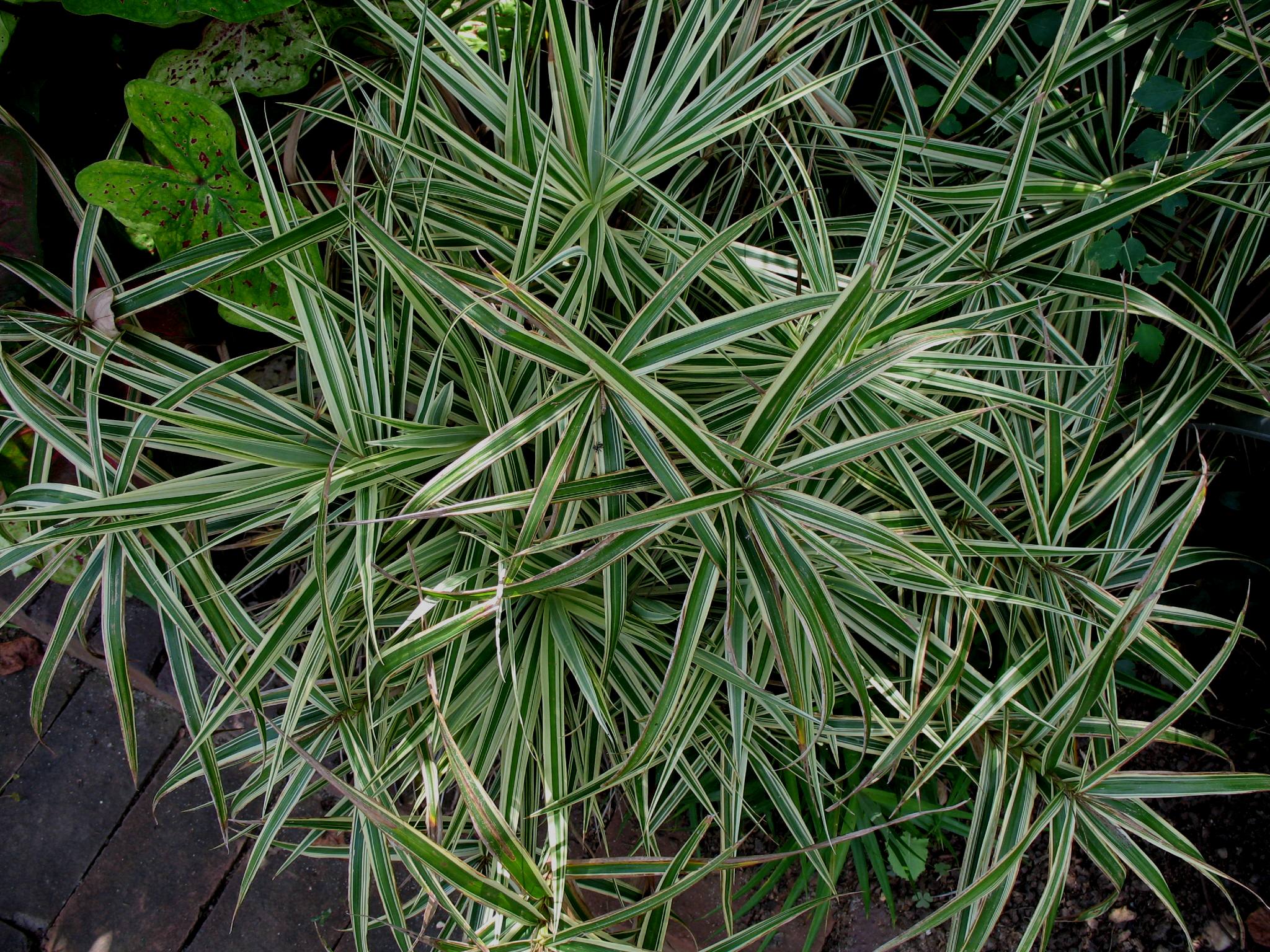 Carex phyllocephala 'Sparkler'   / Sparkler Chinese Palm Sedge