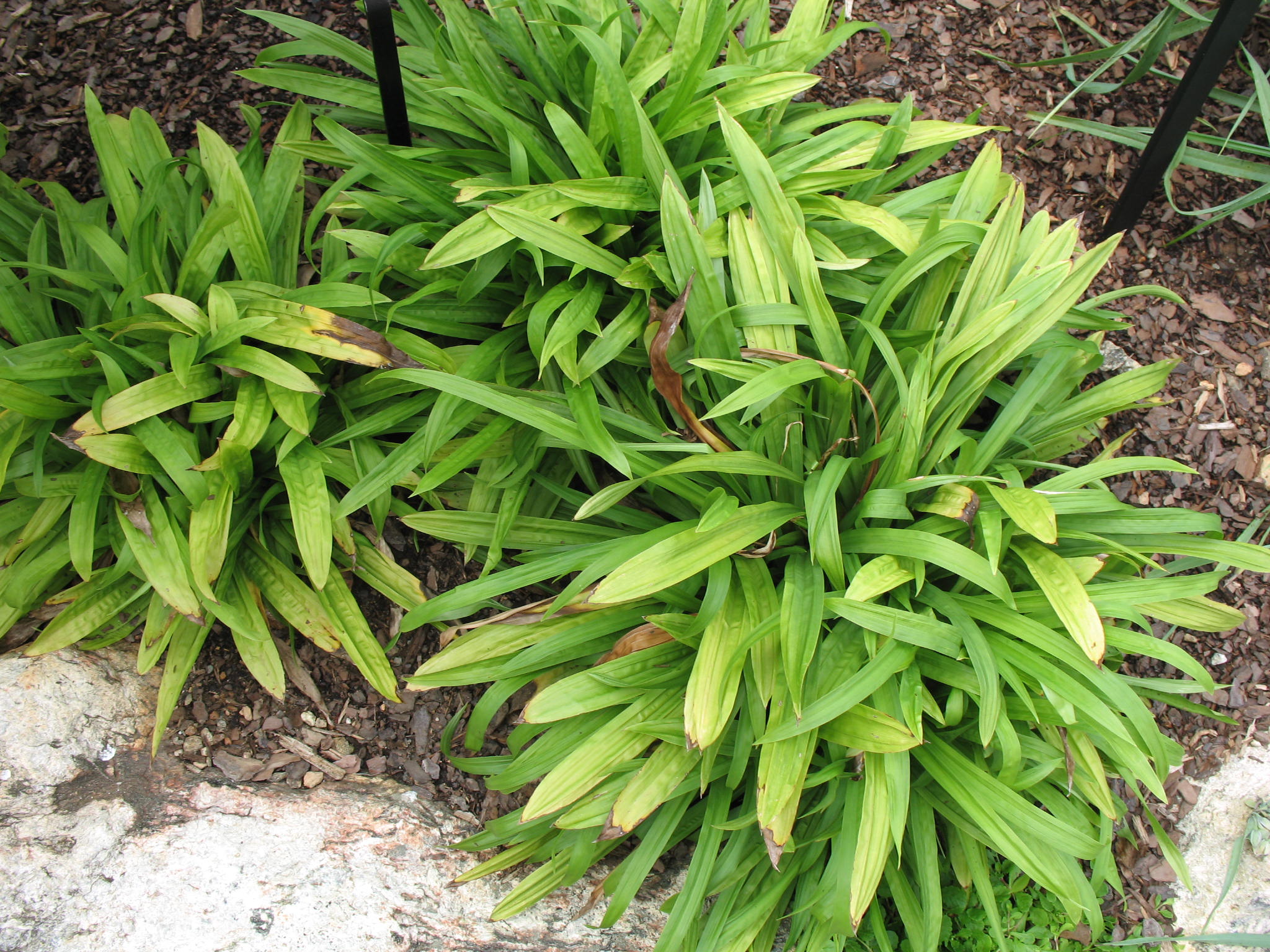 Carex plantaginea   / Plantain Leafed Sedge