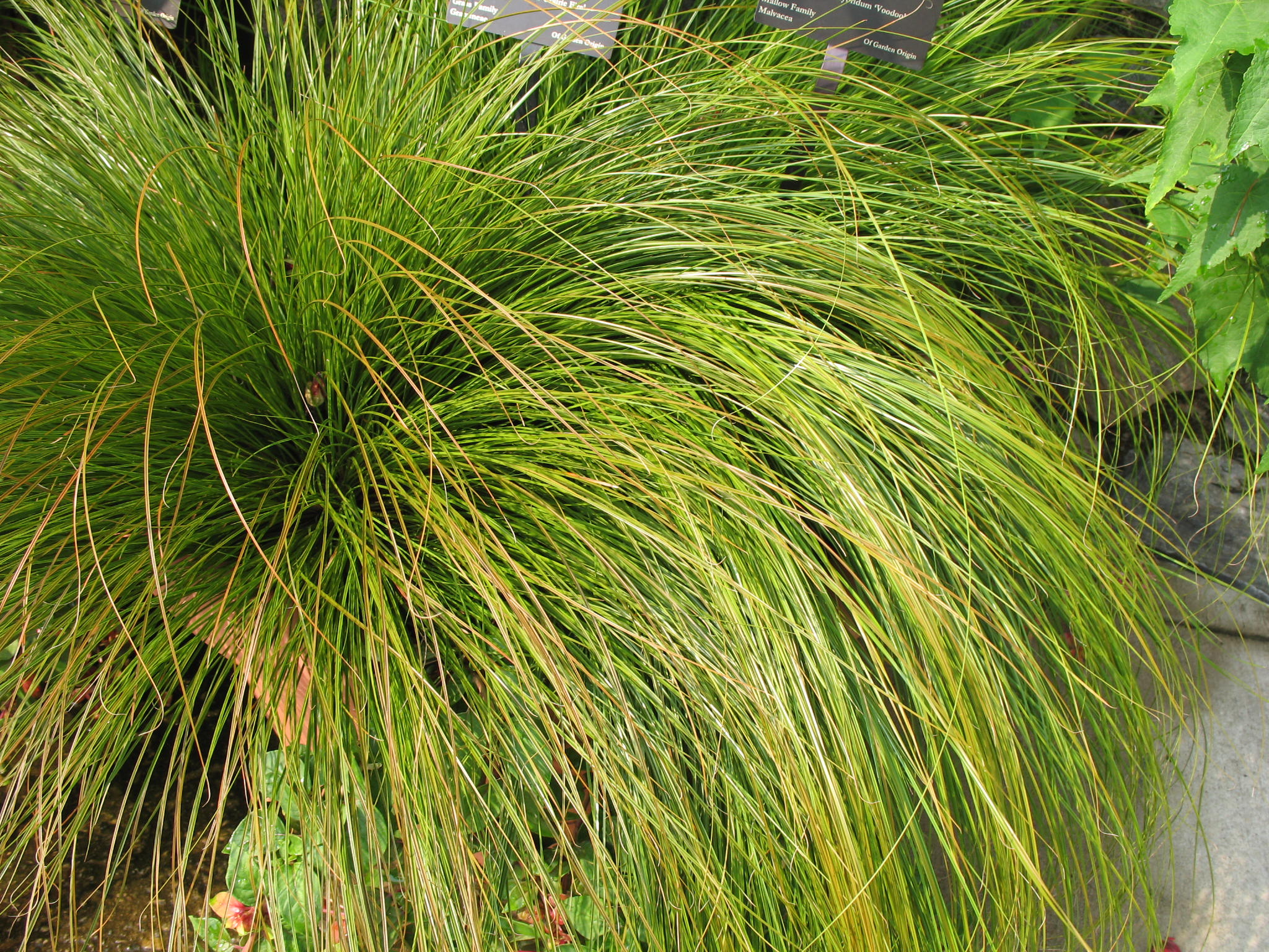 Carex testacea 'Prairie Fire'   / New Zealand Sedge