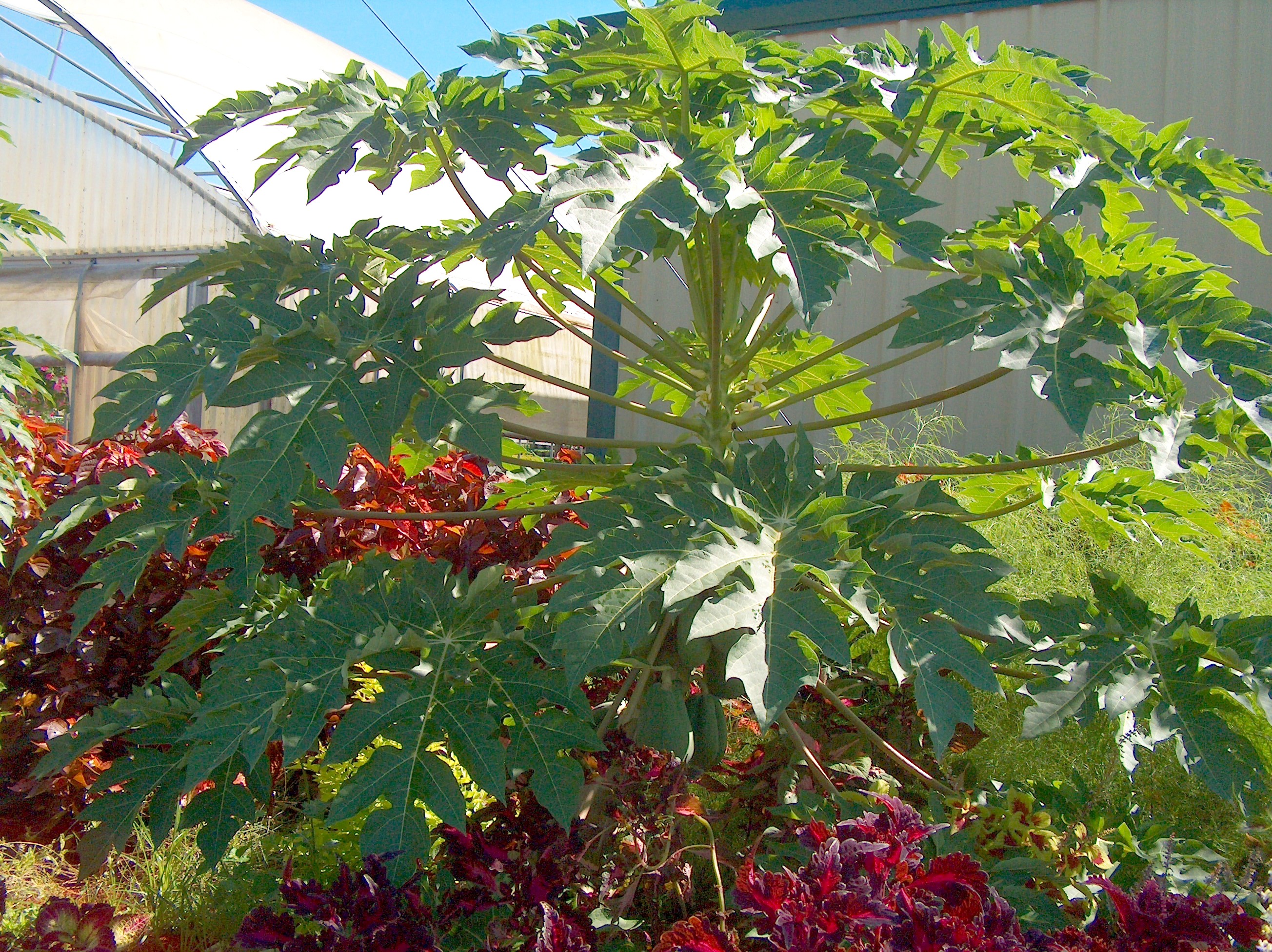 Carica papaya / Papaya