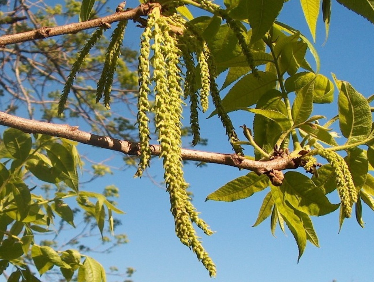 Carya illinoensis 'Coupee'   / Carya illinoensis 'Coupee'  