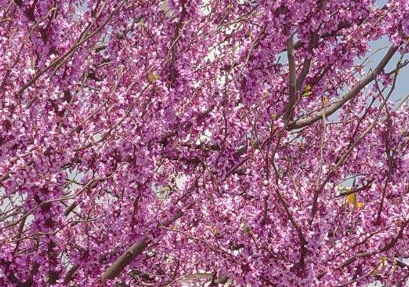 Cercis canadensis var. texensis / Texas Star Redbud