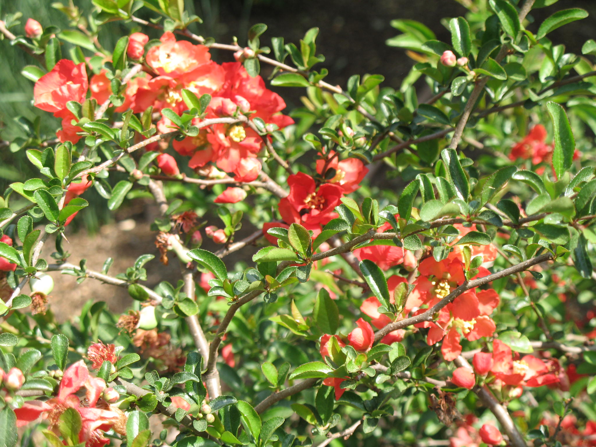 Chaenomeles x superba 'Texas Scarlet' / Chaenomeles x superba 'Texas Scarlet'