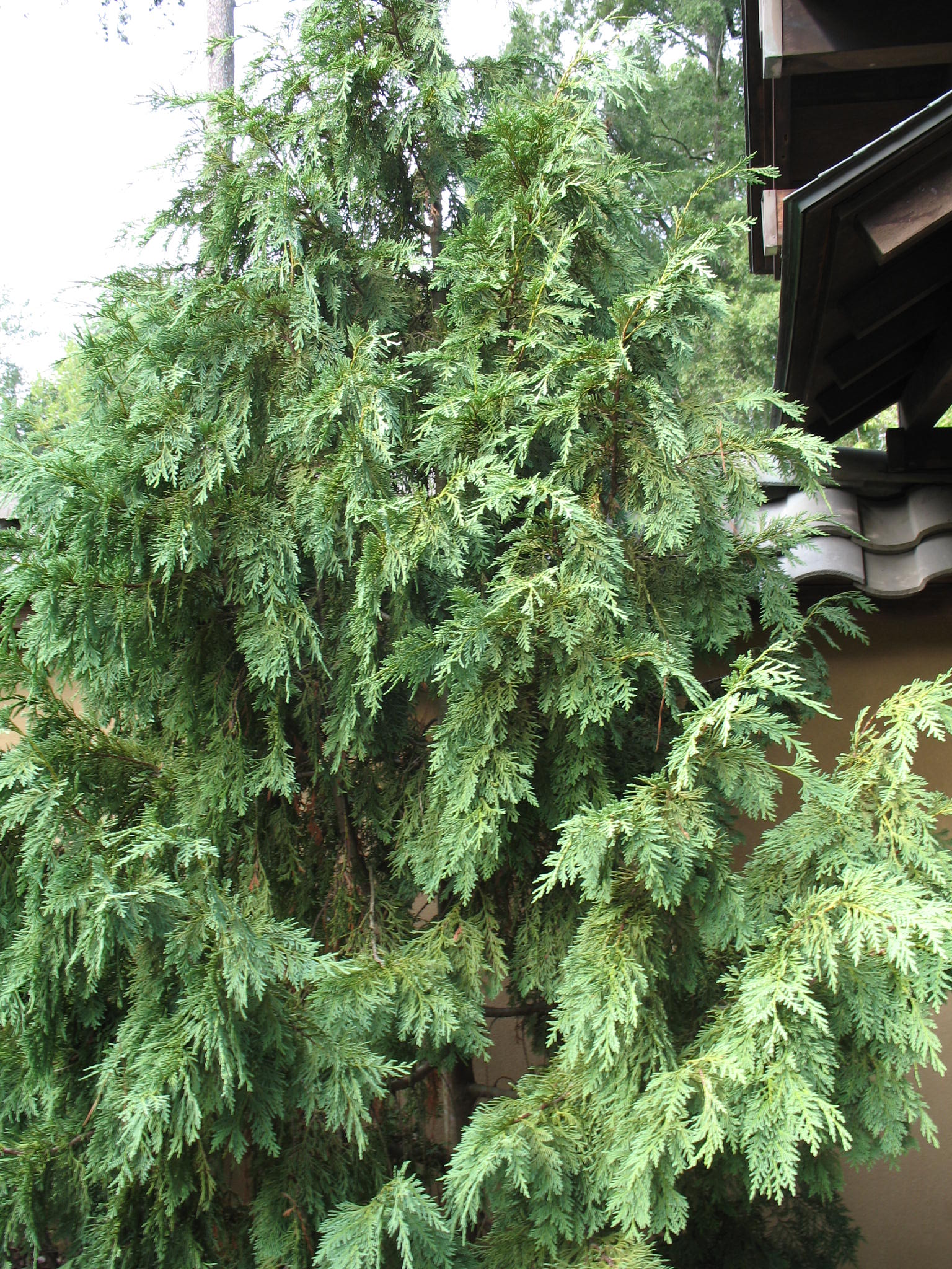 Chamaecyparis nootkatensis / Nootka Falsecypress