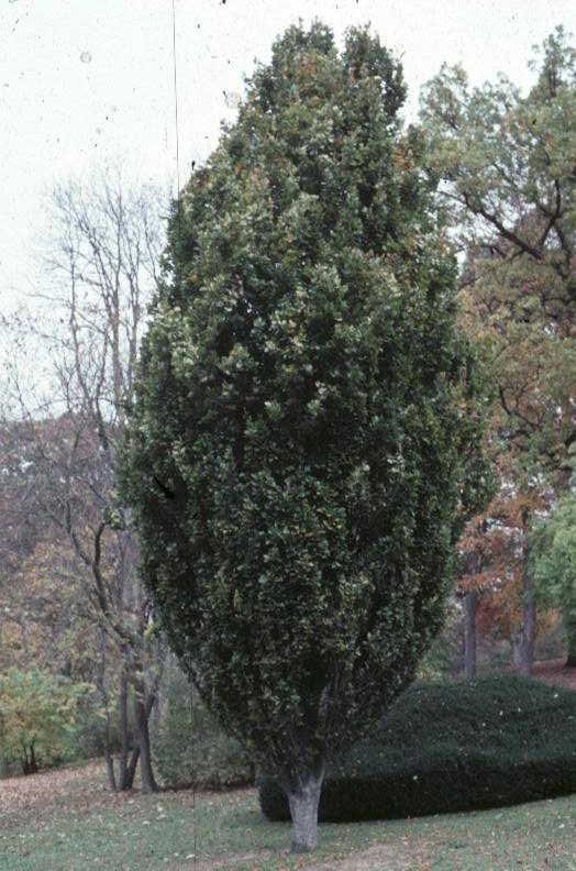 Carpinus betulus 'Fastigiata'   / Carpinus betulus 'Fastigiata'  