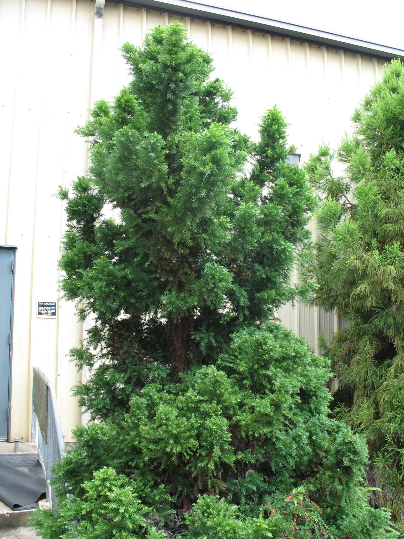 Cryptomeria japonica 'Green Pencil'   / Green Pencil Cryptomeria