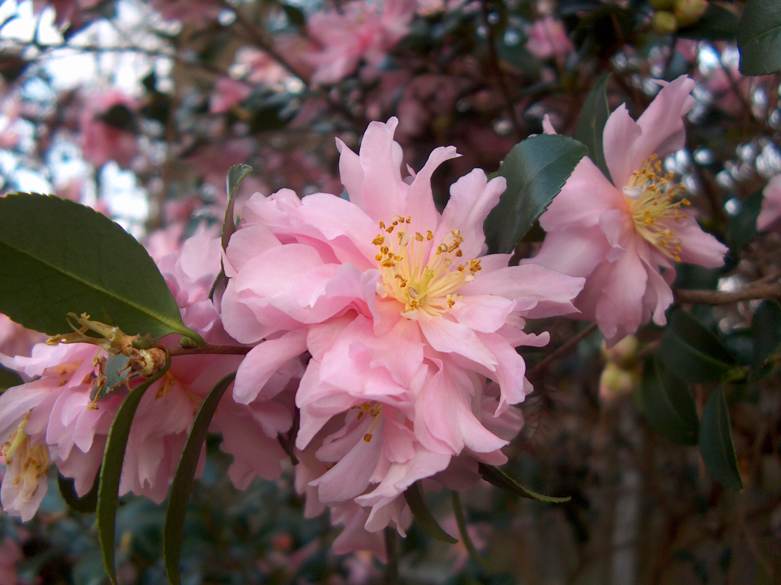 Camellia sasanqua 'Pink Snow'   / Camellia sasanqua 'Pink Snow'  