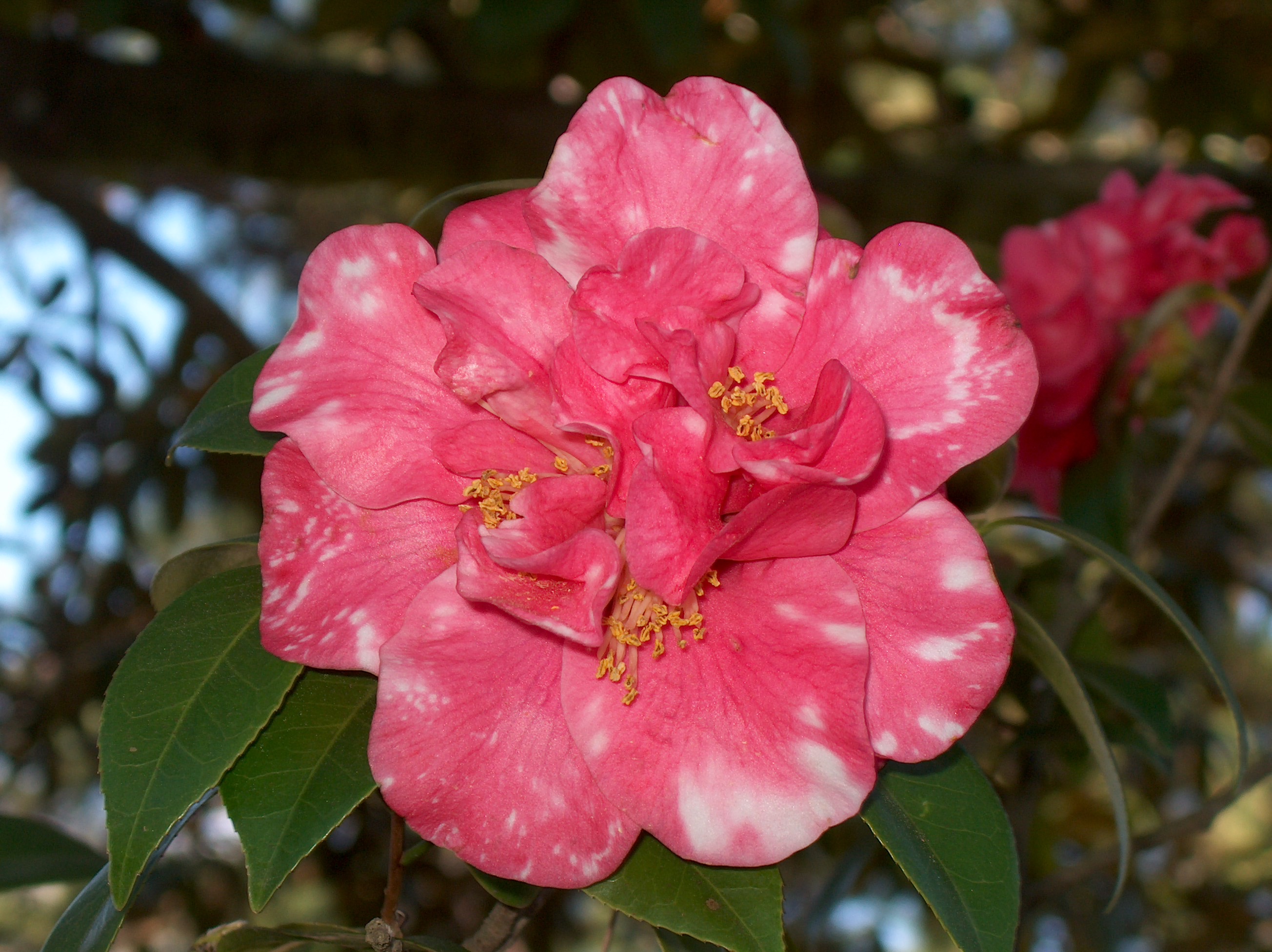 Camellia japonica 'Broadwater'   / Broadwater Camellia