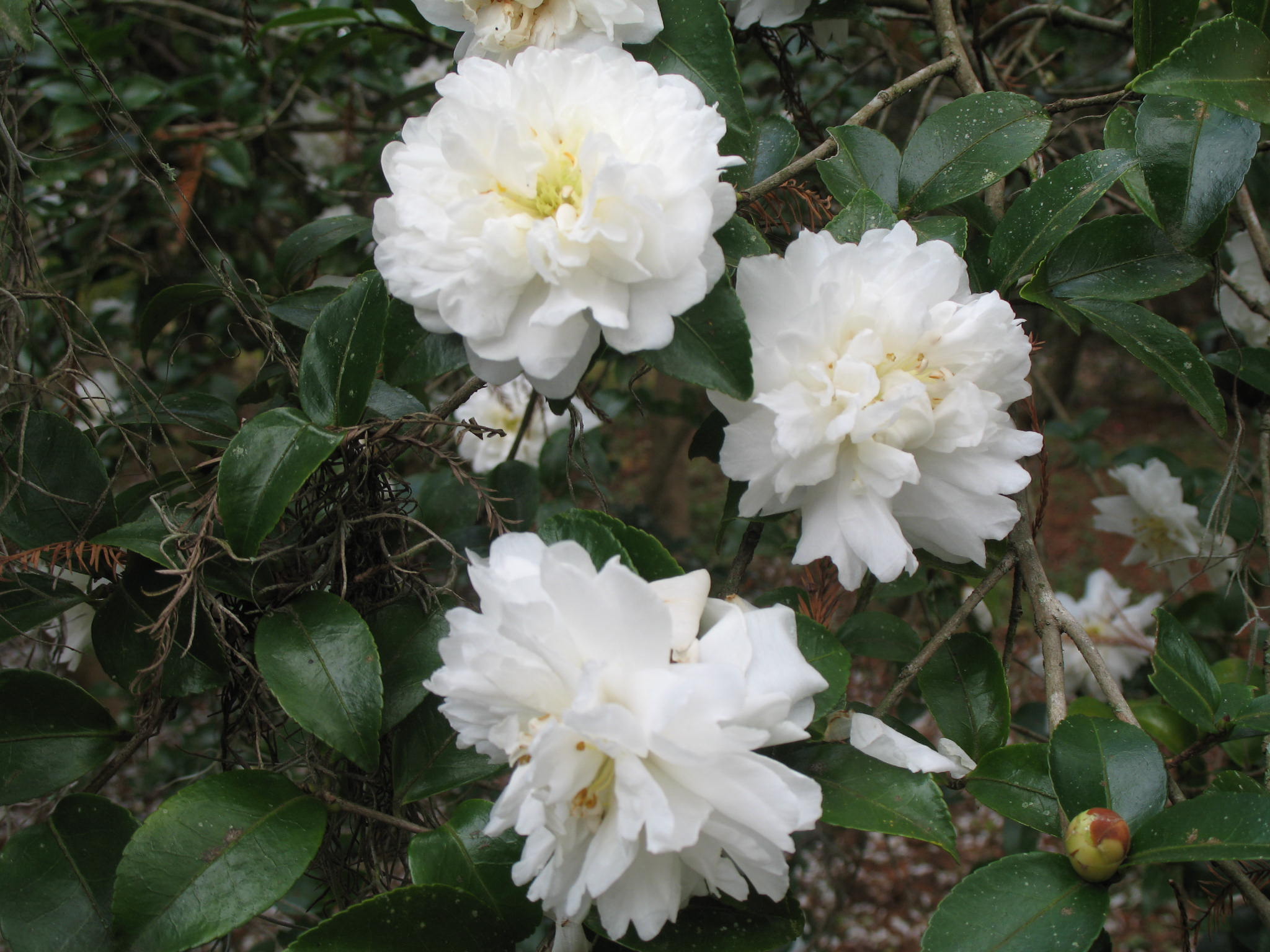 Camellia sasanqua 'Snow on the Mountain'   / Snow on the Mountain Sasanqua